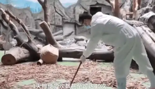 想给大熊猫当铲屎官看到这个要求,很网友表示不配
