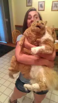 你以为自己对猫好,其实它已经被气死好几回