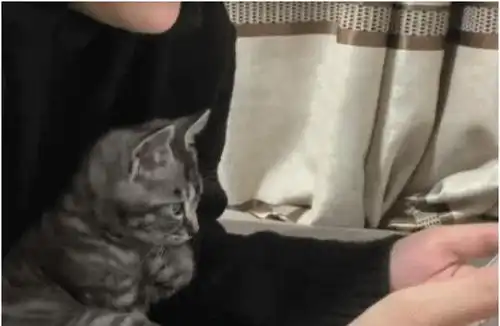 男子正在玩游戏,感觉猫咪姿势有点怪,低头一看让他直接傻眼了