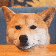 柴犬表情包怎么看都萌