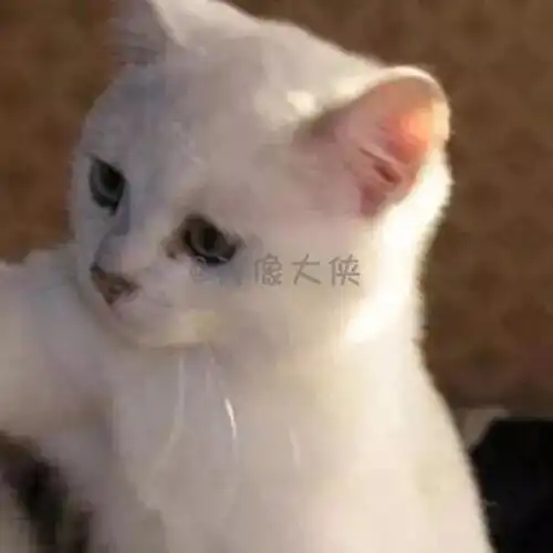 抖音很火的黑色男生头像