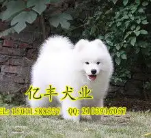 男生抱萨摩耶头像大头照