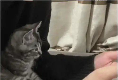男子正在玩游戏,感觉猫咪姿势有点怪,低头一看让他直接傻眼了