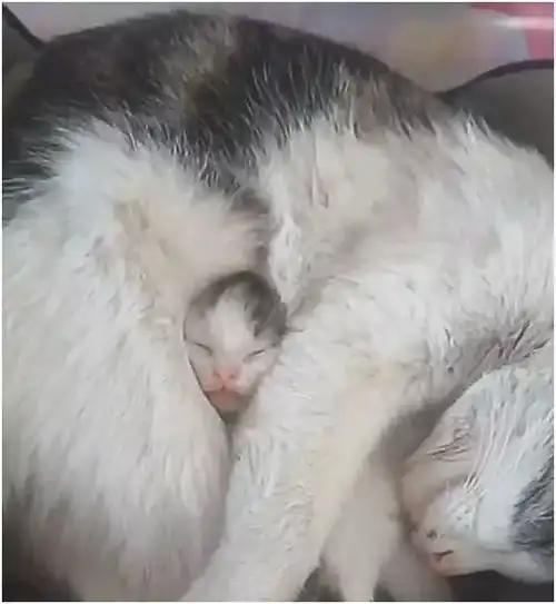 近看以为小奶猫裹在毛毯里,当镜头拉成远景,画面太温馨