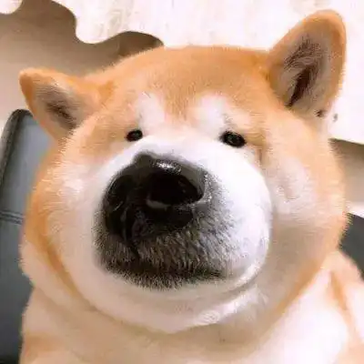 蹲狗狗的来,狗子头像,宠物狗头像