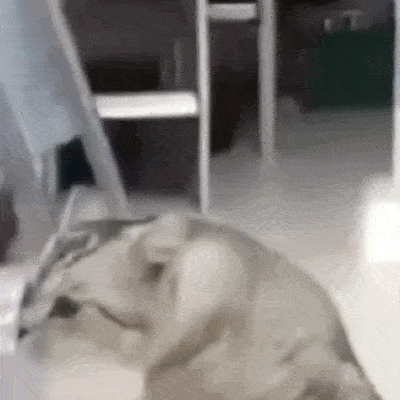 阴阳怪气猫咪表情包