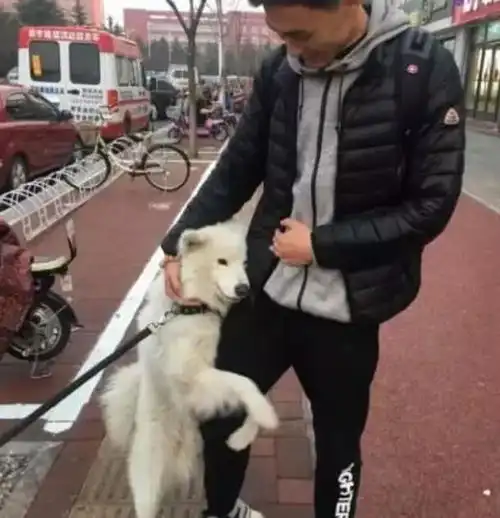 萨摩耶见到帅哥变花痴,抱着男士的腿不放,主人在一旁傻傻的苦笑