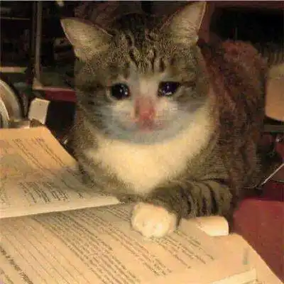 猫猫头表情包社会