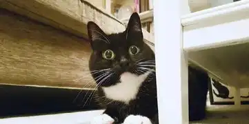 世间竟然还有如此可爱的猫猫