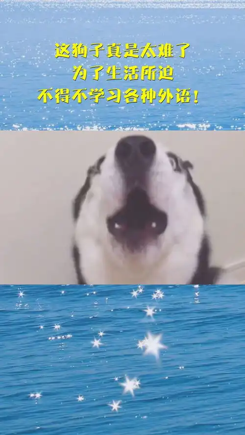 这狗子真是太难了,为了生活所迫,不得不学习各种外语