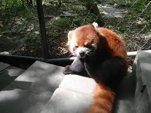 手机拍照在成都的日子之二