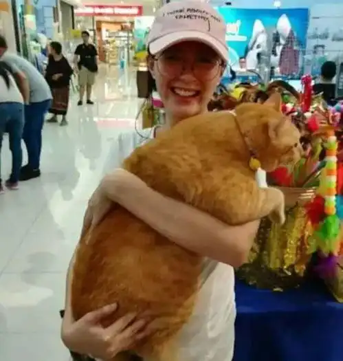 猫咪头像男生代表什么橘