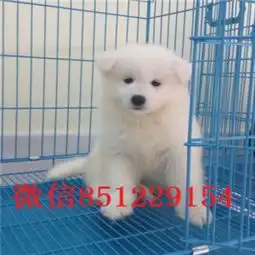 南京哪里出售萨摩耶南京萨摩多少钱一只萨摩耶图片