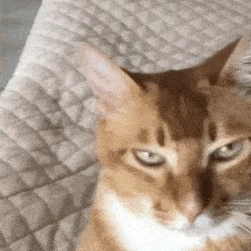 网红猫咪沙雕猫咪敦敦表情包二