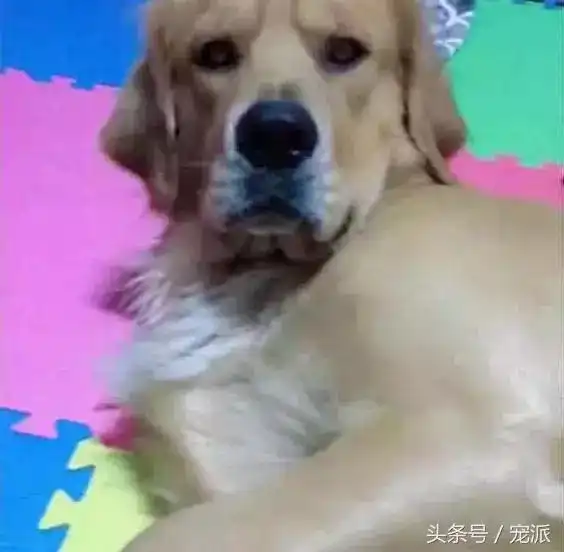 主人唱歌太难听,金毛不堪忍受,竟然拿了把刀出来