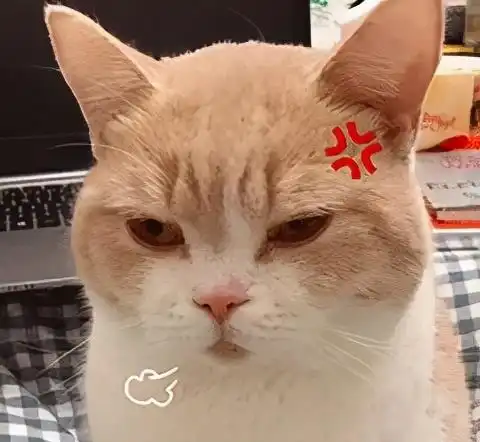 养猫人不外乎这4种最后一种我想和他做朋友