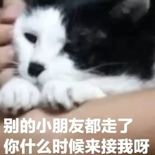 毕业声喵萌的征途是表情包