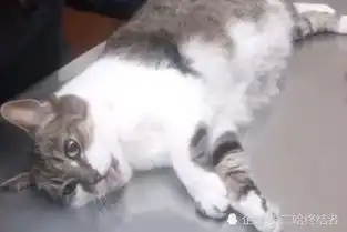 猫咪因为年纪大,被女主强行安乐死,去世后猫咪的表情让人落泪