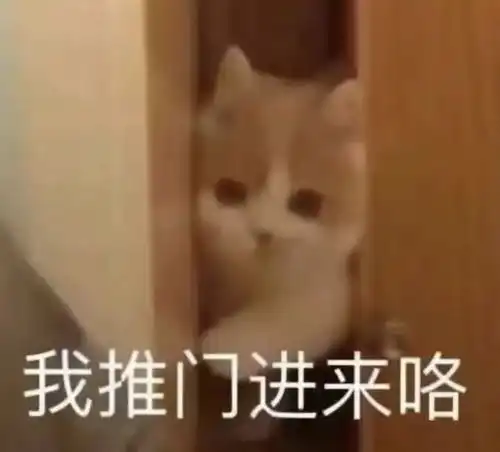 猫猫头表情包出门