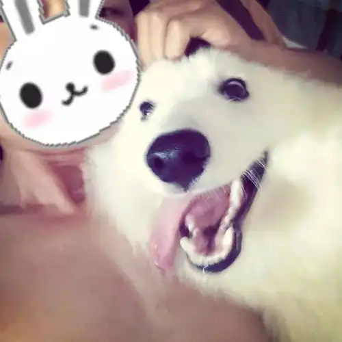 萨摩耶看到男友就躲起来,后来才知道男友对它