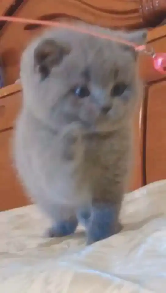 大家帮我看一下这个视频和图片是同一只猫么感觉被猫舍调包了