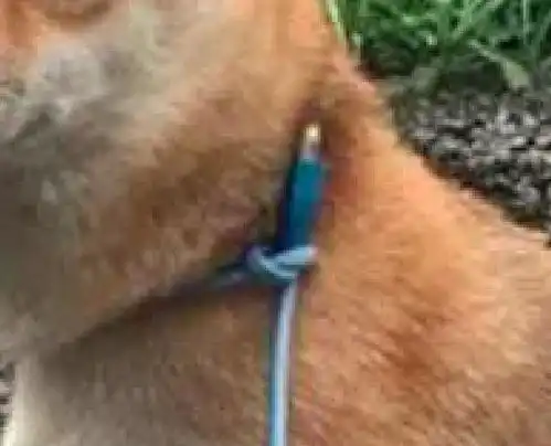 网友忘带牵引绳了,于是用数据线将狗拴起来,柴犬我不要面子啊