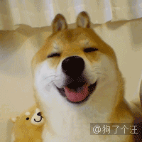 收获柴犬的又一功能,铲屎官又有的玩了