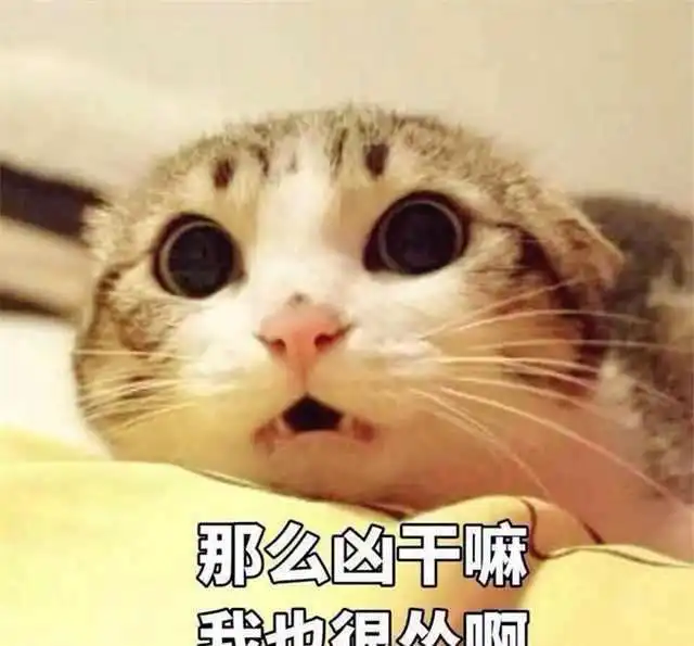 猫猫头表情包搞笑段子