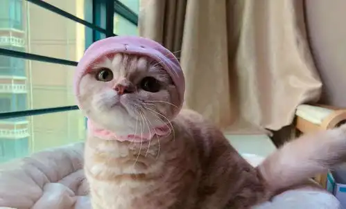柴犬嫌弃的表情包橘猫