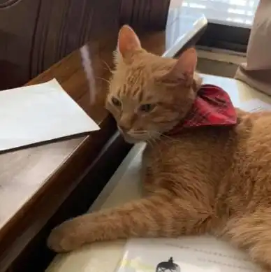 橘猫不知最爱主人离世,头七做出这感人举动,全家人瞬间泪奔