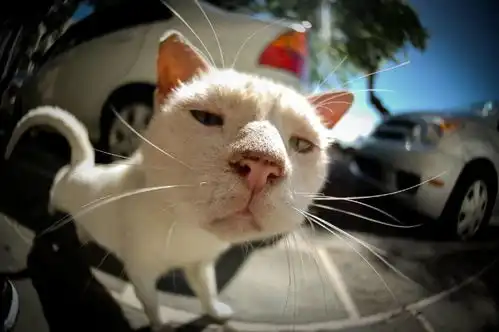 猫猫头表情包