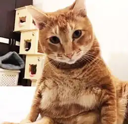 女子去男子家玩,瞬间被橘猫吸引,当看到腿上东西后,直接沉默了