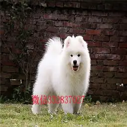 青岛哪里有萨摩耶出售萨摩耶雪橇犬哪里有卖纯种健康的萨摩耶多少钱
