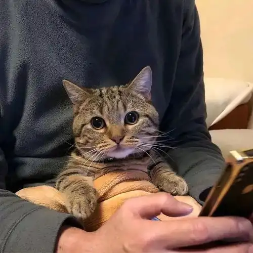 男生抱猫咪头像图片帅气