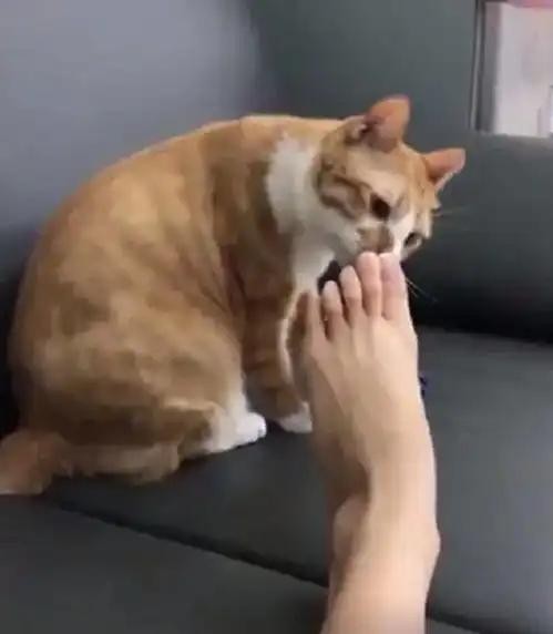 猫咪闻铲屎官脚丫,百变表情泄露心迹,网友看得忍俊不禁