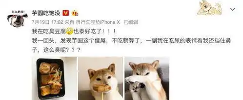 网红柴犬芋圆看到主人在家吃臭豆腐,面带嫌弃仿佛主人在吃屎
