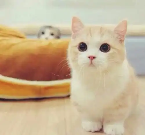 猫咪头像男生代表什么出