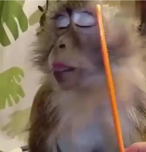 主人给猴子梳理毛发,猴子一脸享受周到服务,销魂神情让人笑喷