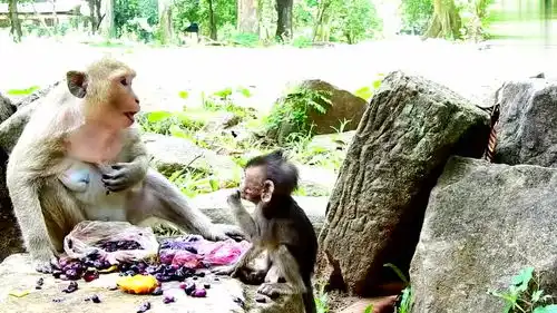 母猴带小猴吃水果,小猴表情太逗了