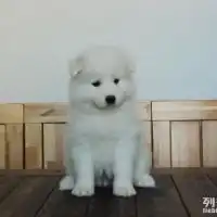 重庆哪里能买到萨摩耶重庆哪里买的到萨摩耶