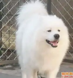 西施犬照片西施照片1狗狗xumin0626