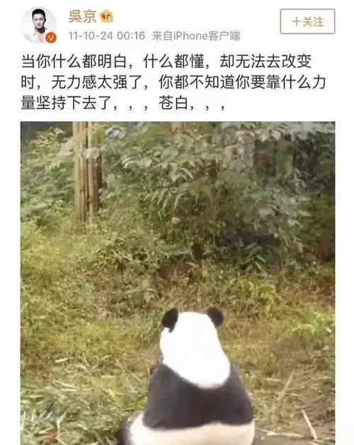 吴京上辈子大概是一只熊猫对笋有执念参加综艺只为挖笋
