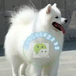 本地可上门选狗萨摩耶犬分享养狗知识燎下了