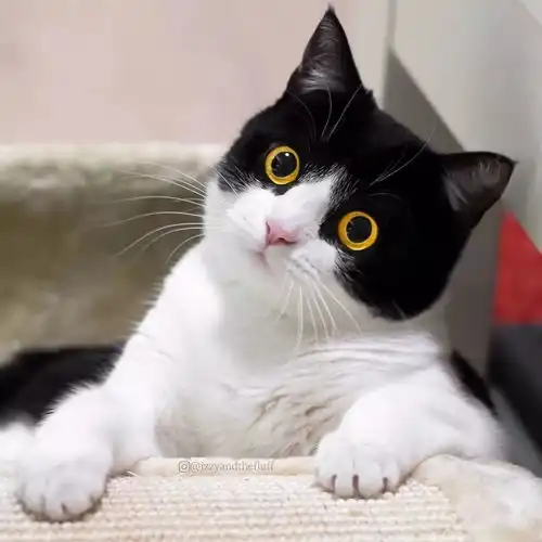 猫头像男生专用版高冷黑