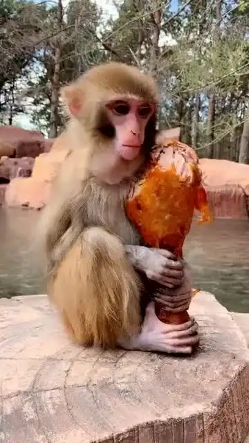 吃鸡腿的猴子,这么好吃吗,这表情太卡哇伊了