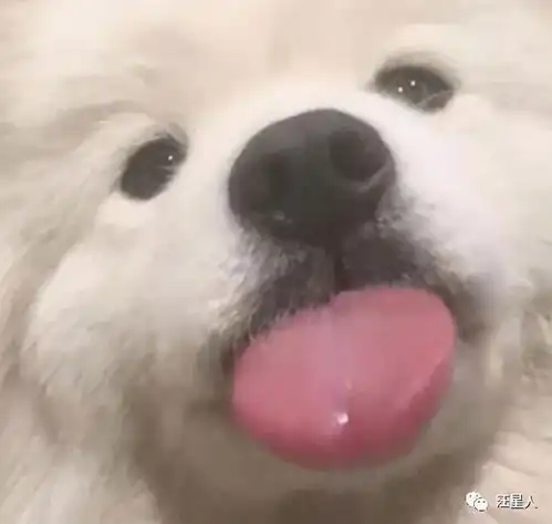 网友给萨摩耶拍大头照,狗子居然还主动摆表情,可爱到不行