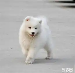 嘉定常年出售澳版萨摩幼犬骨量毛量品相全到位