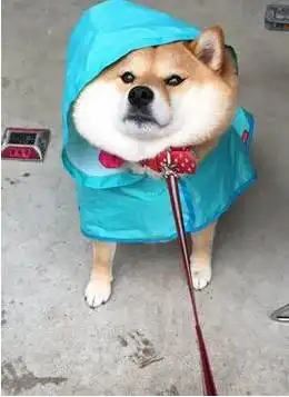 汪星人有多讨厌下雨看他们的表情就知道啦...