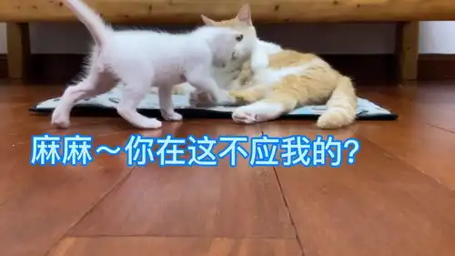 猫妈没奶不喂独苗宝宝,小猫哭着找主人投诉,一问一答表情丰富