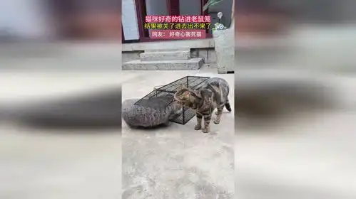 猫咪好奇的钻进老鼠笼,结果被关了进去出不来了,网友好奇心害死猫